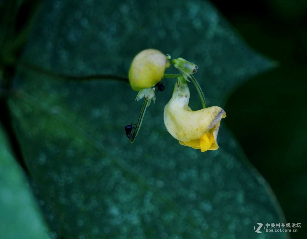 试拍 Sony微单 ILCE-6000 搭配E55-210mm镜头