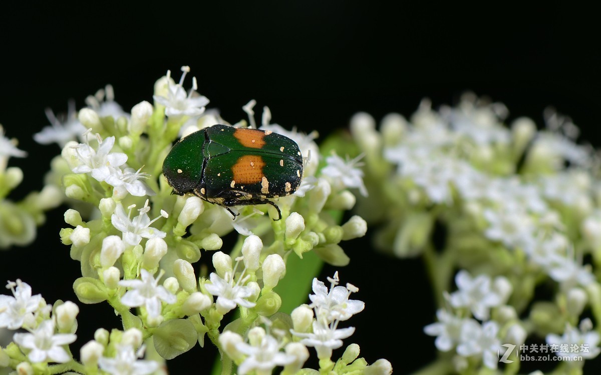 白花败酱上的斑青花金龟