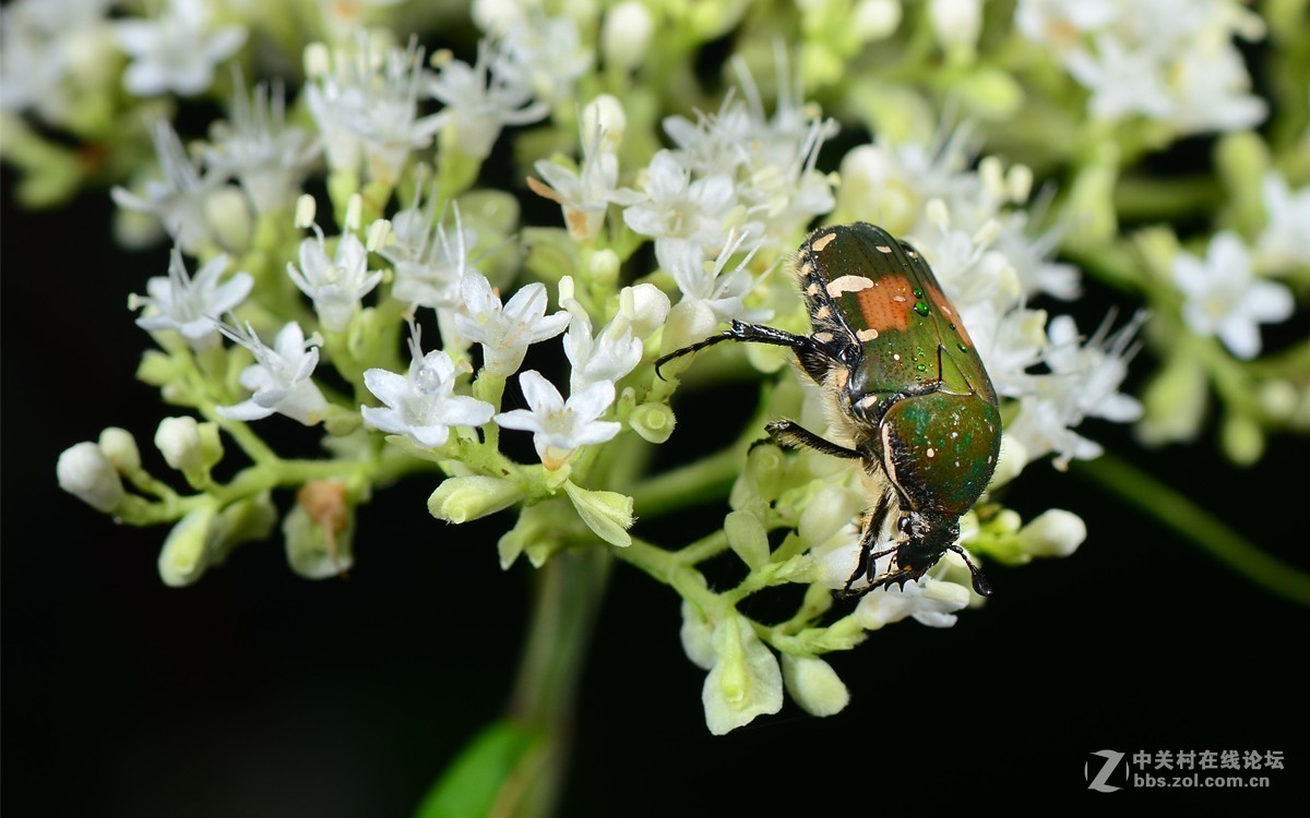 白花败酱上的斑青花金龟
