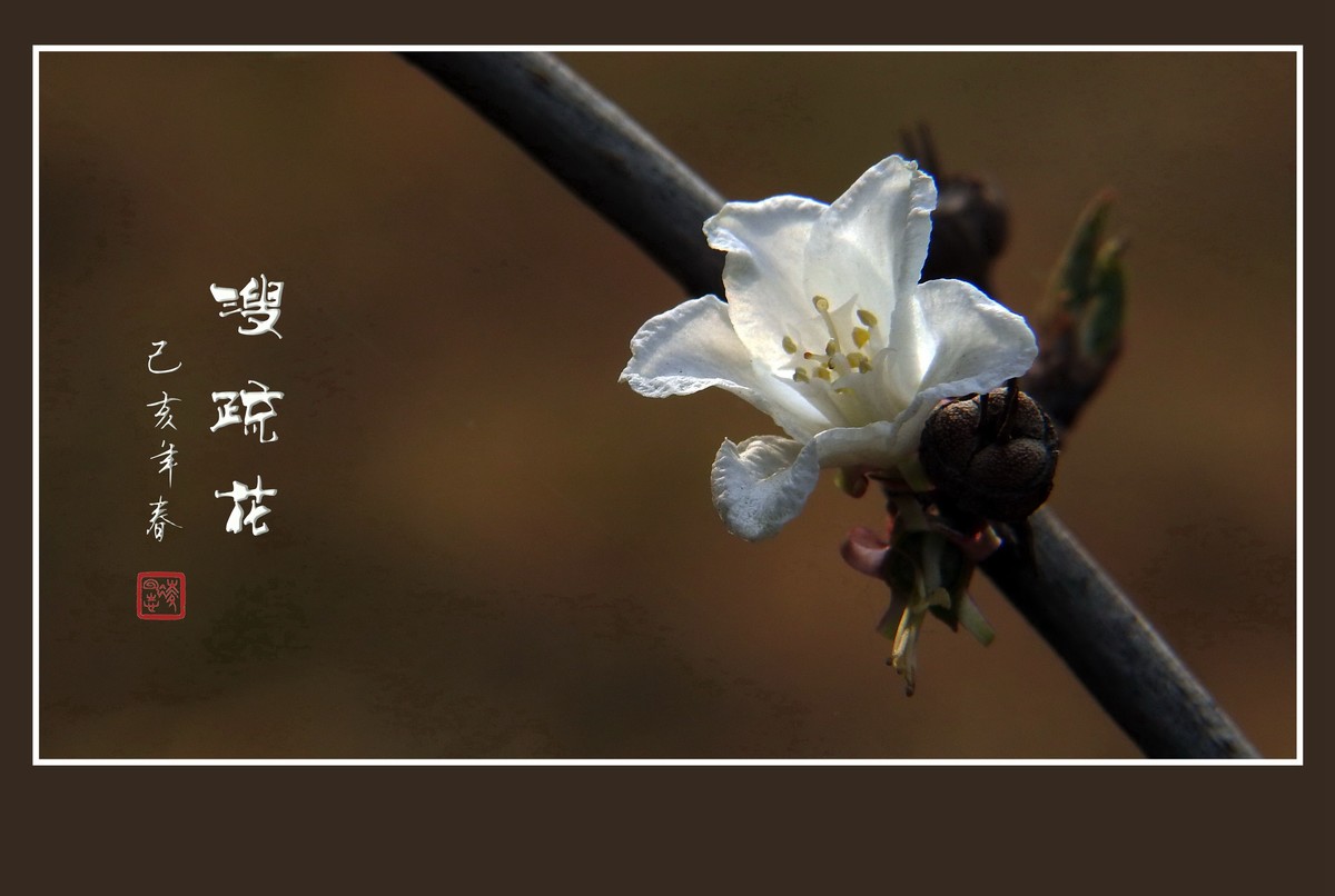 如冰似雪的溲疏花