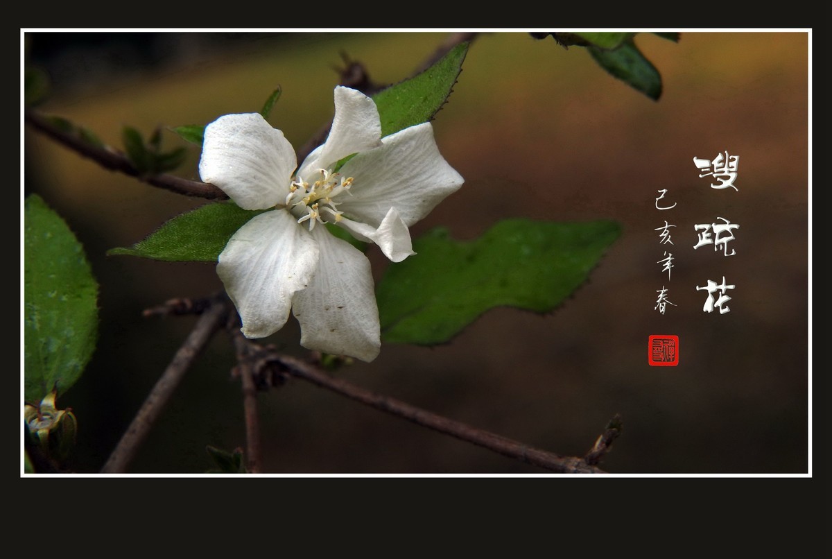 如冰似雪的溲疏花