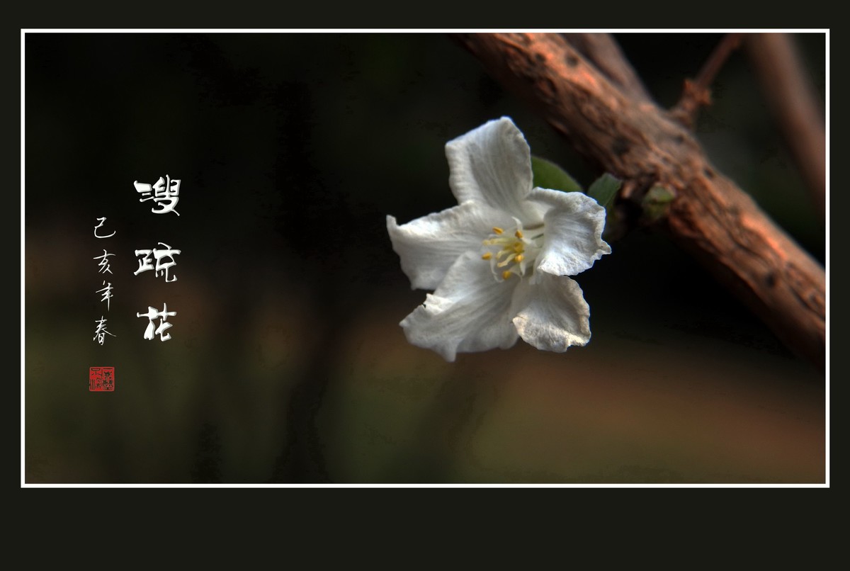 如冰似雪的溲疏花