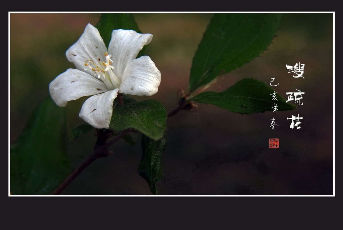 如冰似雪的溲疏花