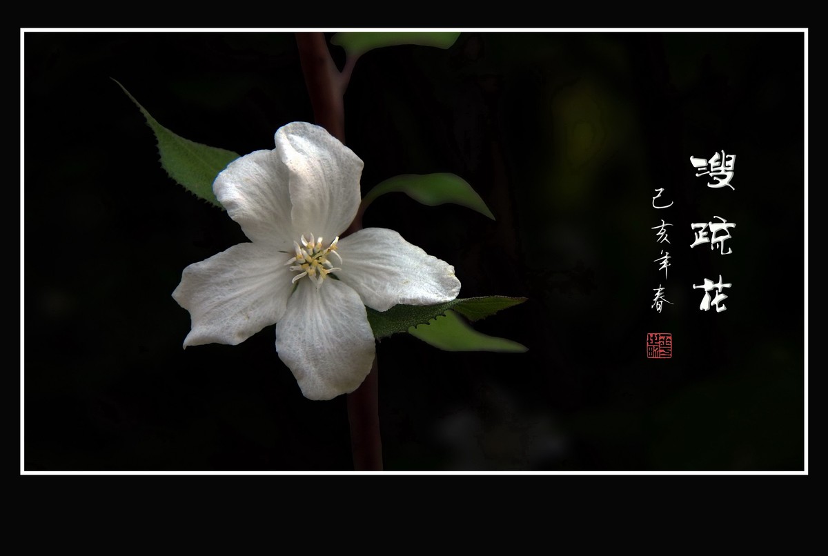 如冰似雪的溲疏花