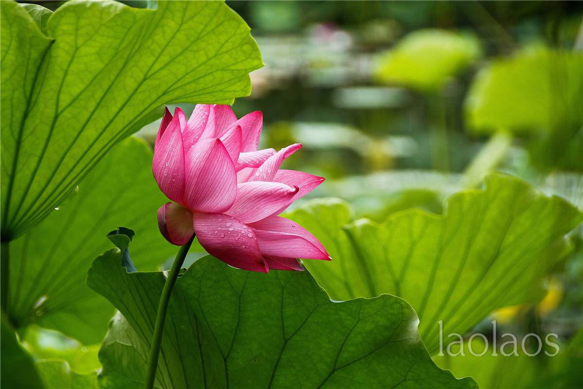 适马18-200雨后拍荷(一）