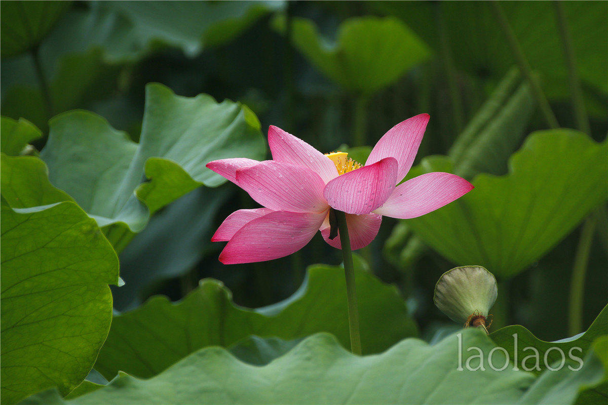 适马18-200雨后拍荷(一）