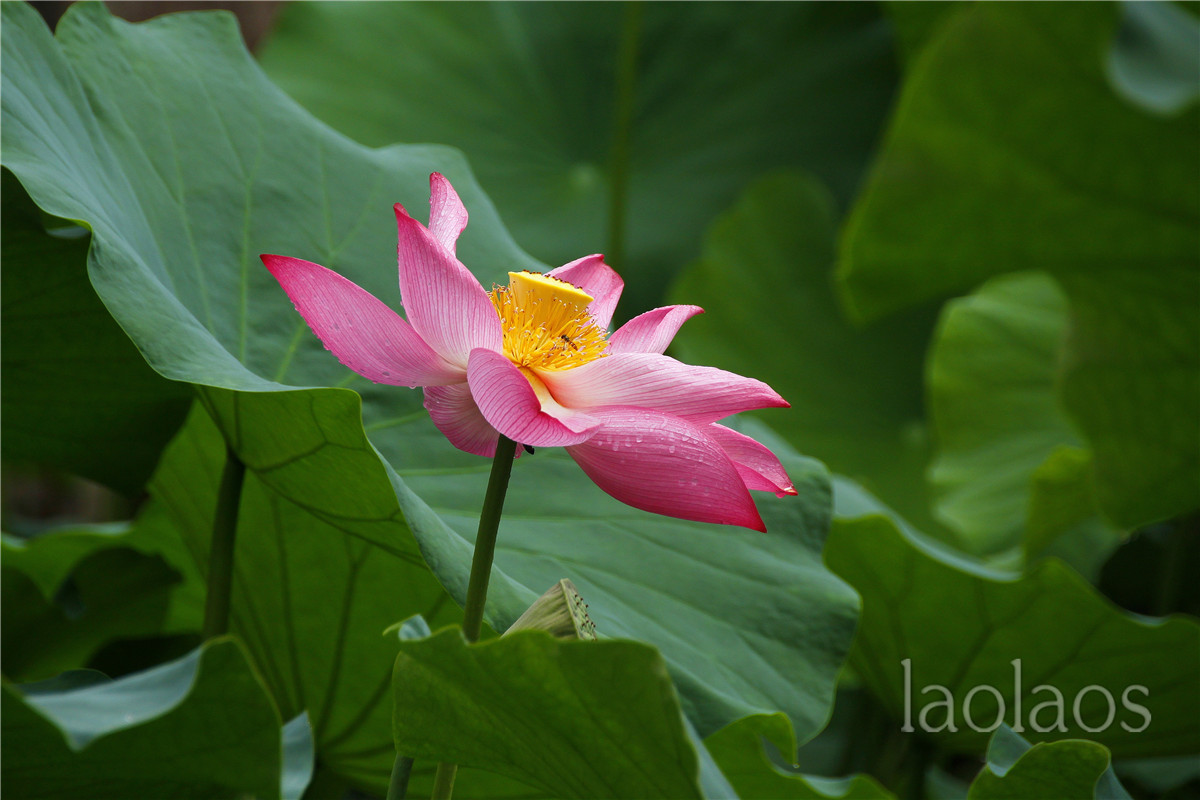 适马18-200雨后拍荷(一）