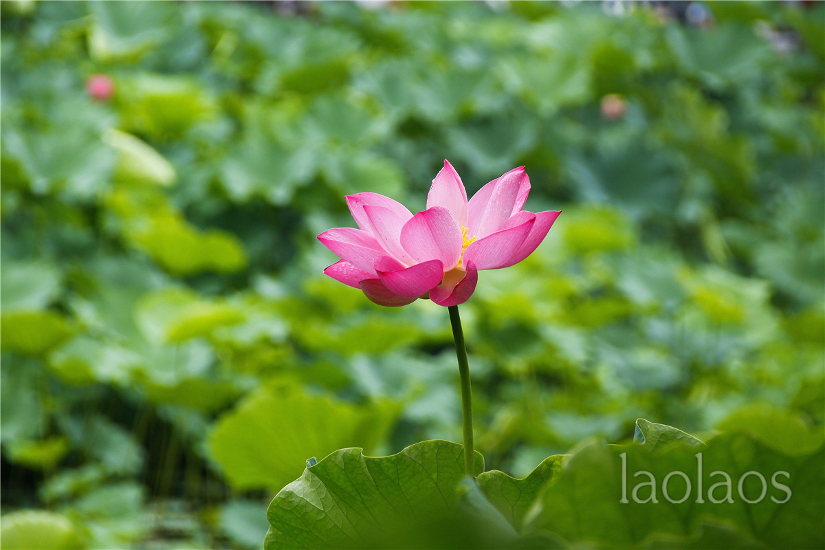 适马18-200雨后拍荷(一）