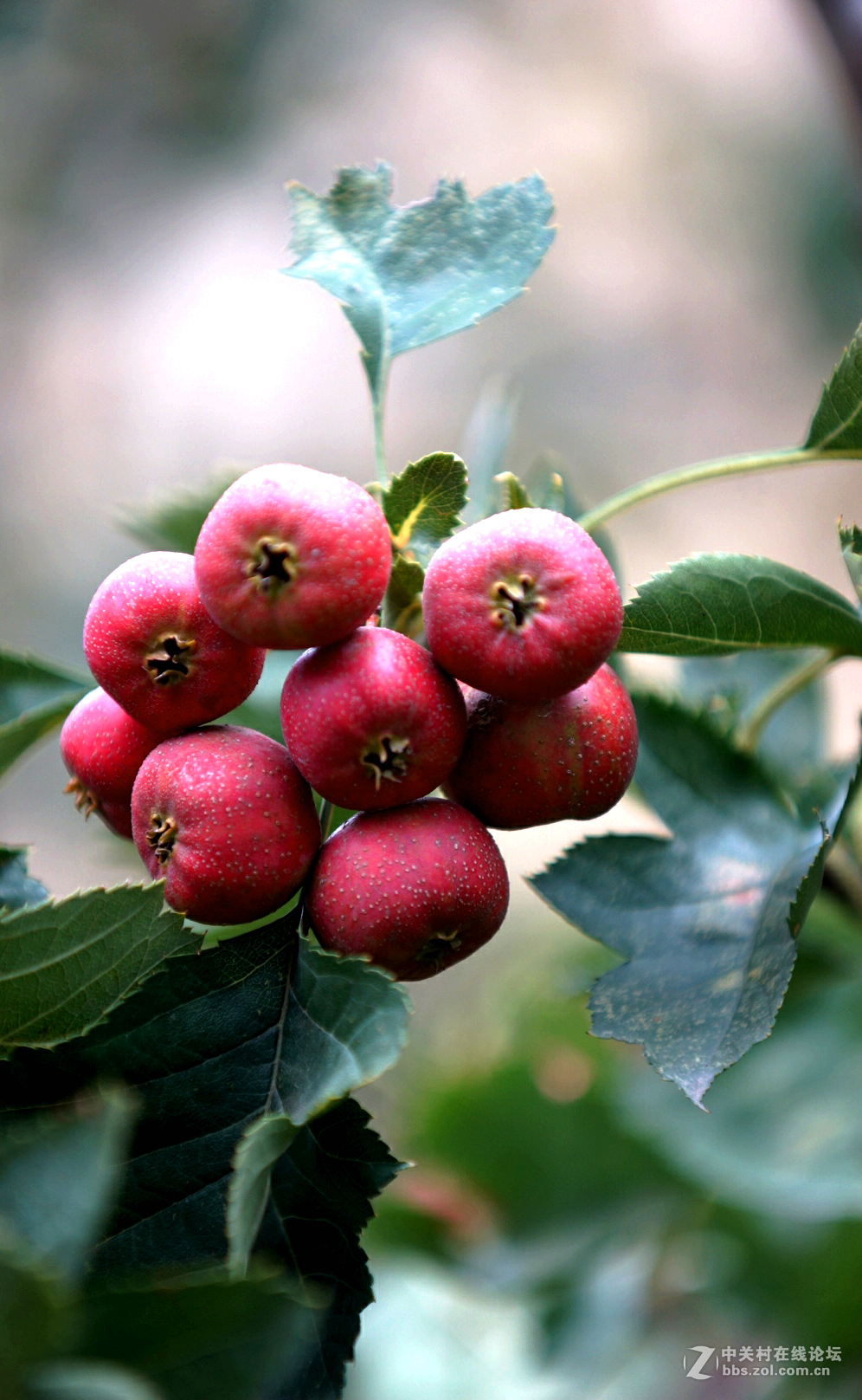 酸溜溜的山渣果