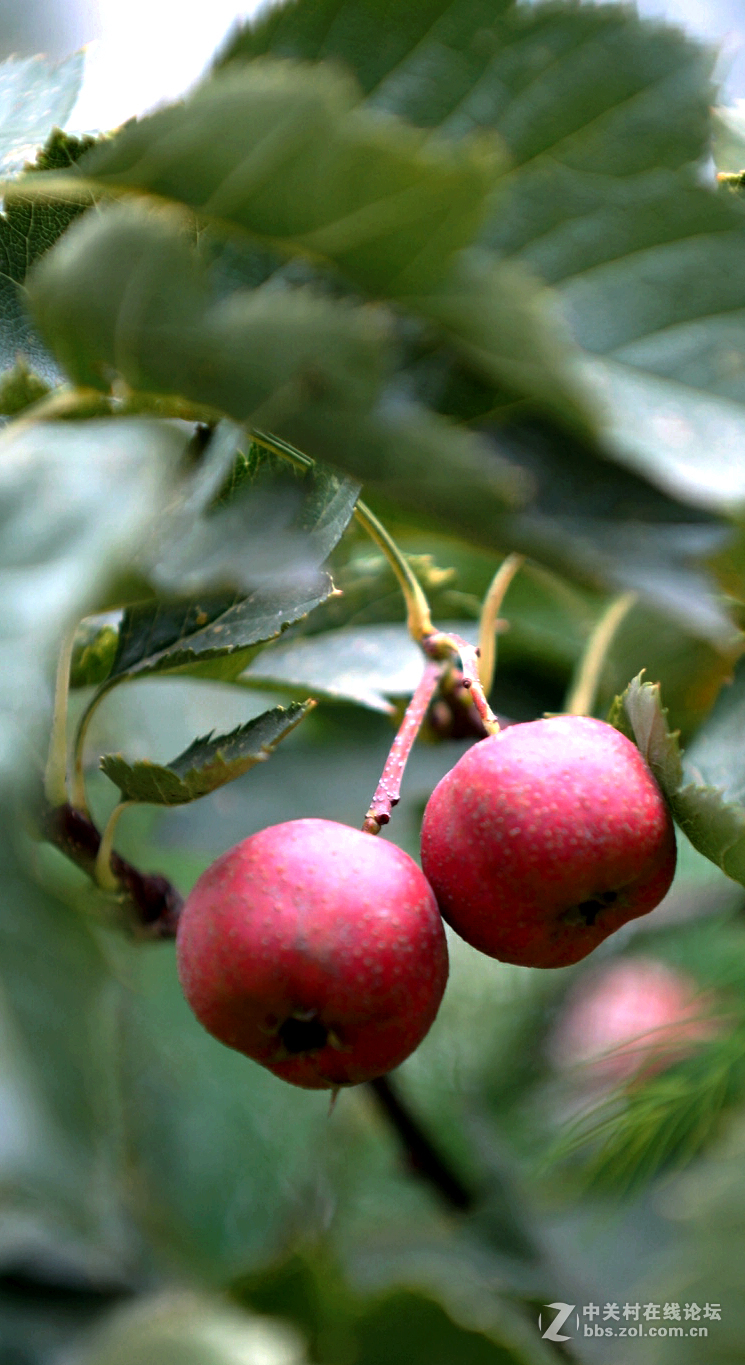 酸溜溜的山渣果