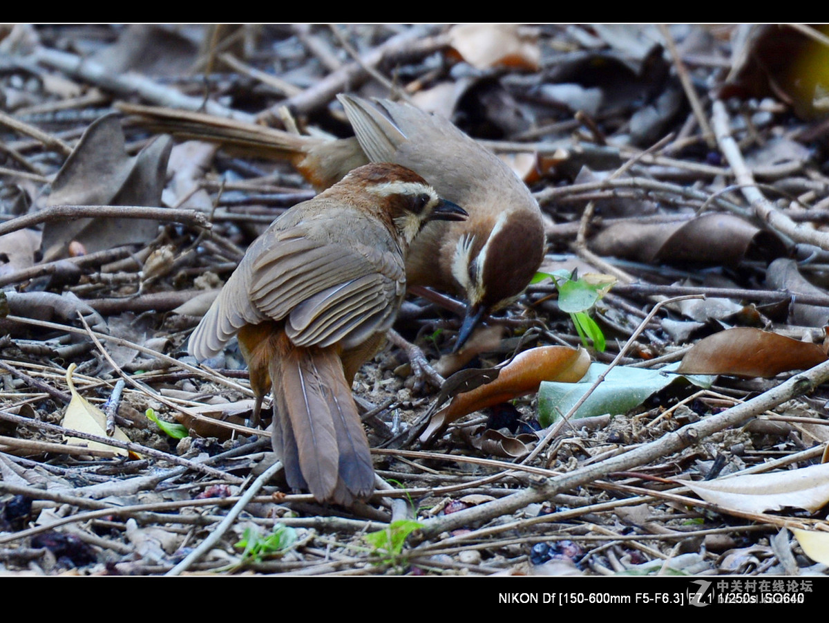 秋天到了，虫虫少了，要转吃豆豆了。