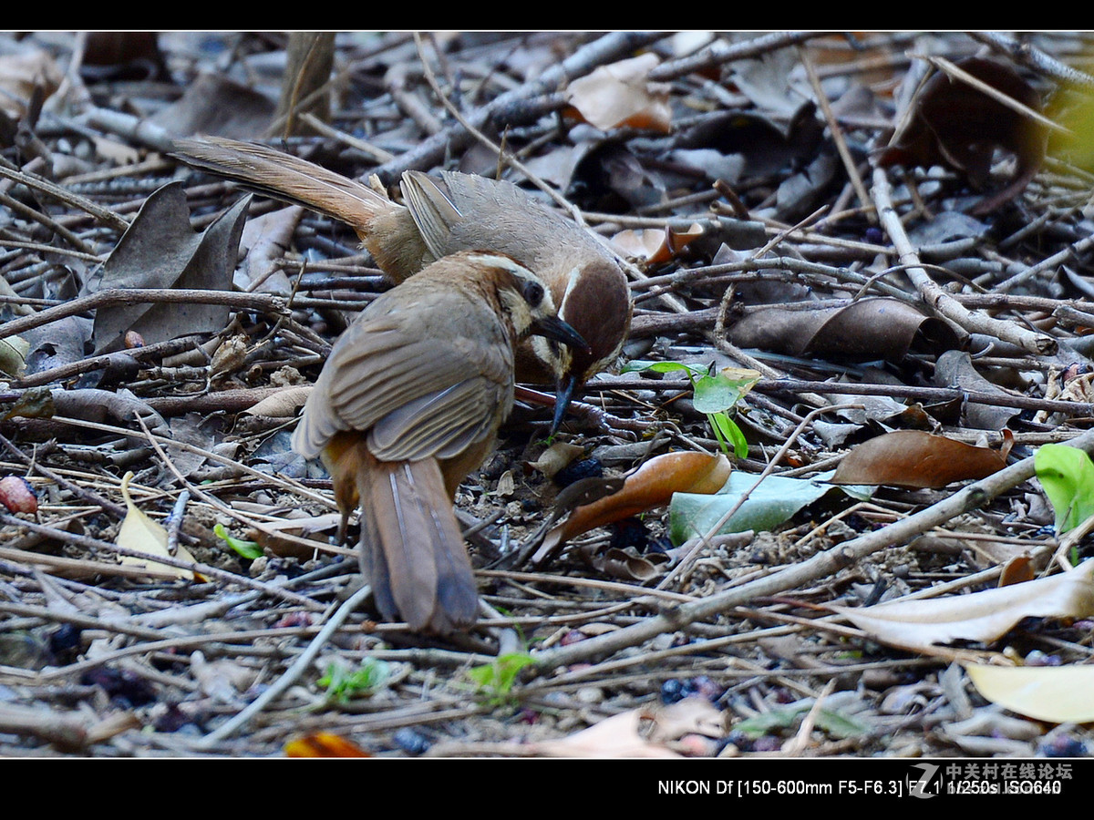 秋天到了，虫虫少了，要转吃豆豆了。