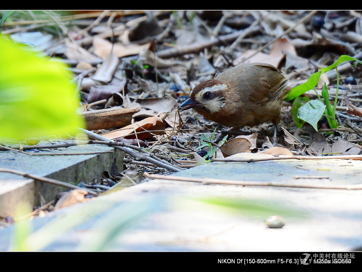 秋天到了，虫虫少了，要转吃豆豆了。
