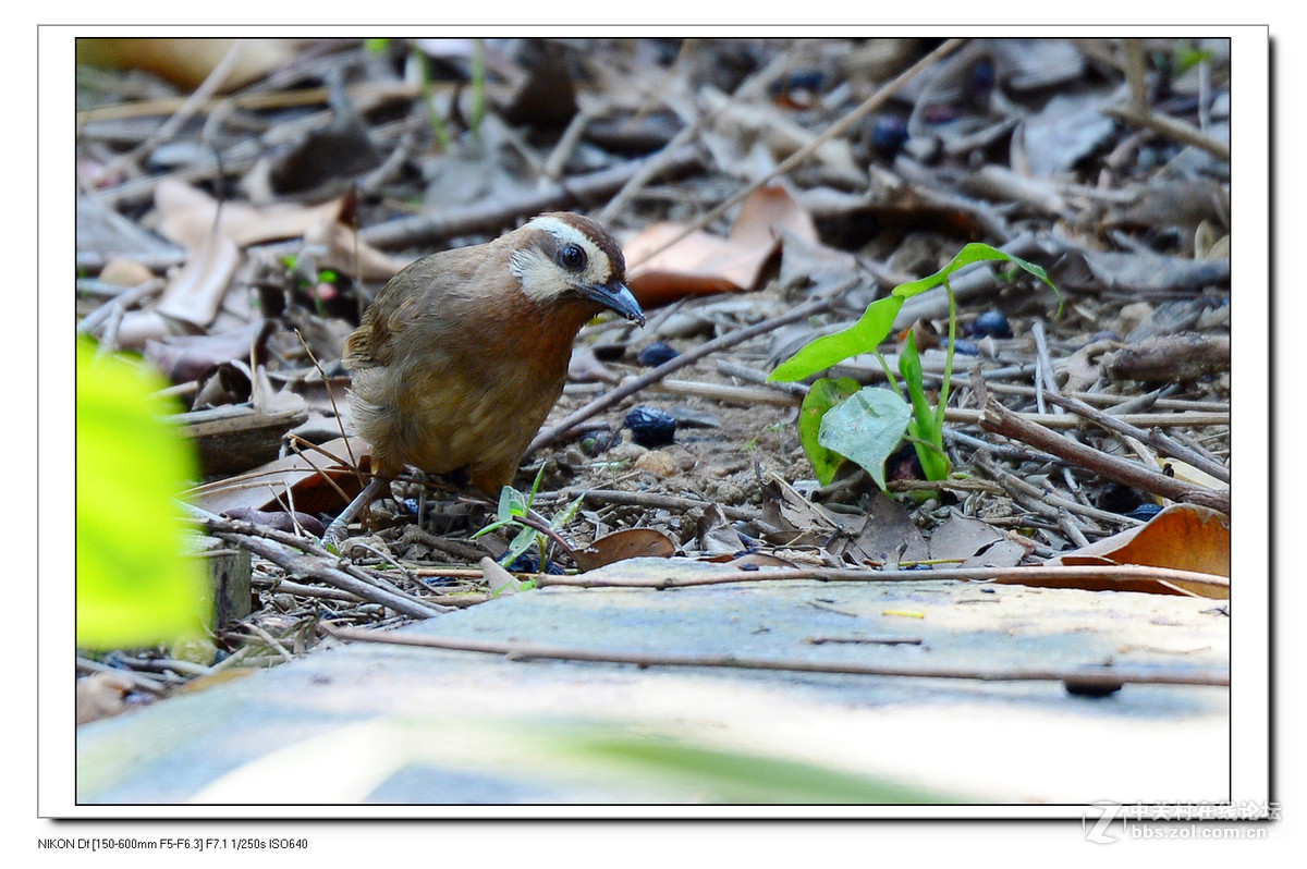 秋天到了，虫虫少了，要转吃豆豆了。