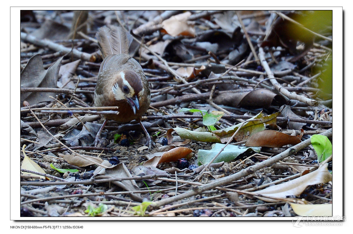 秋天到了，虫虫少了，要转吃豆豆了。