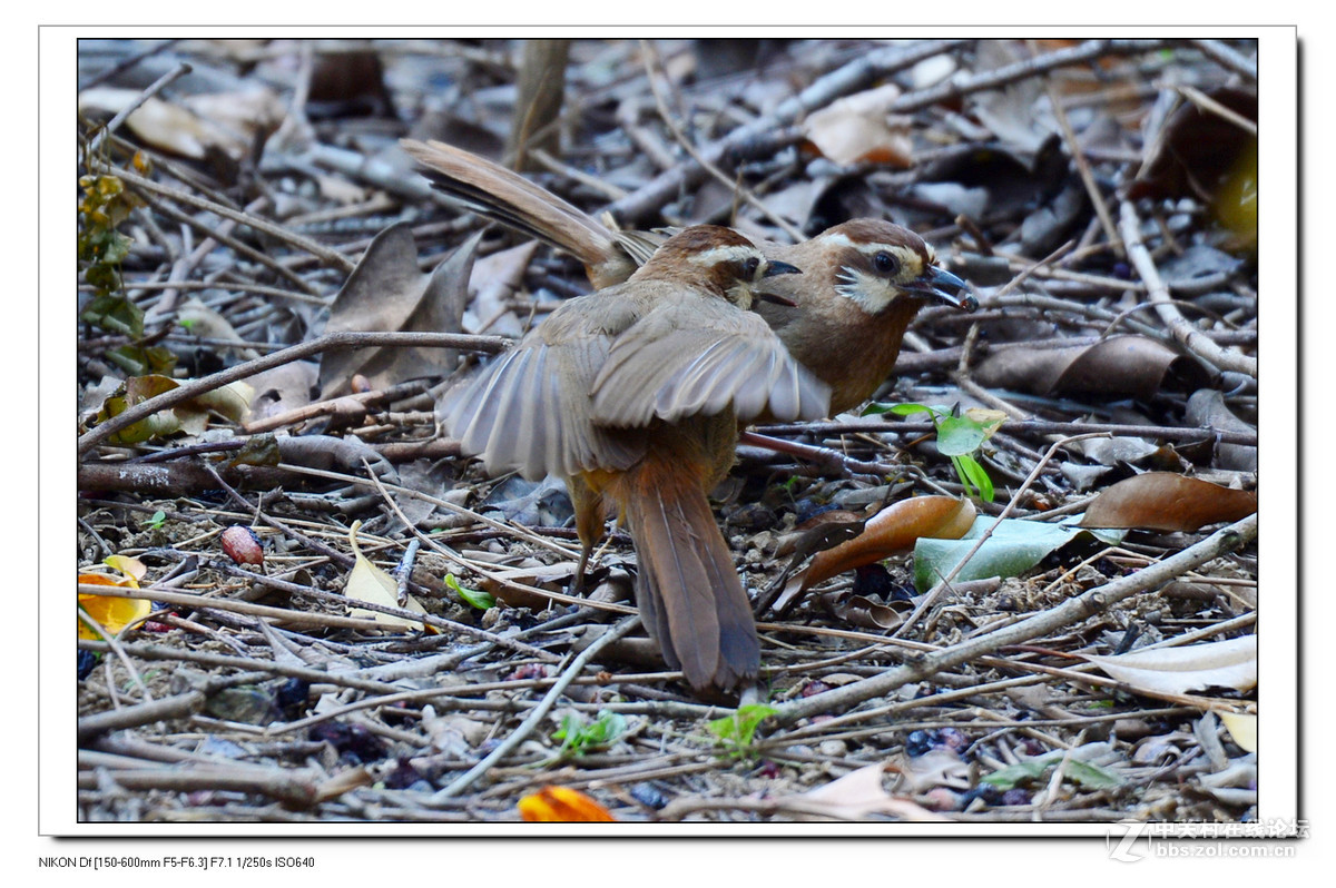 秋天到了，虫虫少了，要转吃豆豆了。