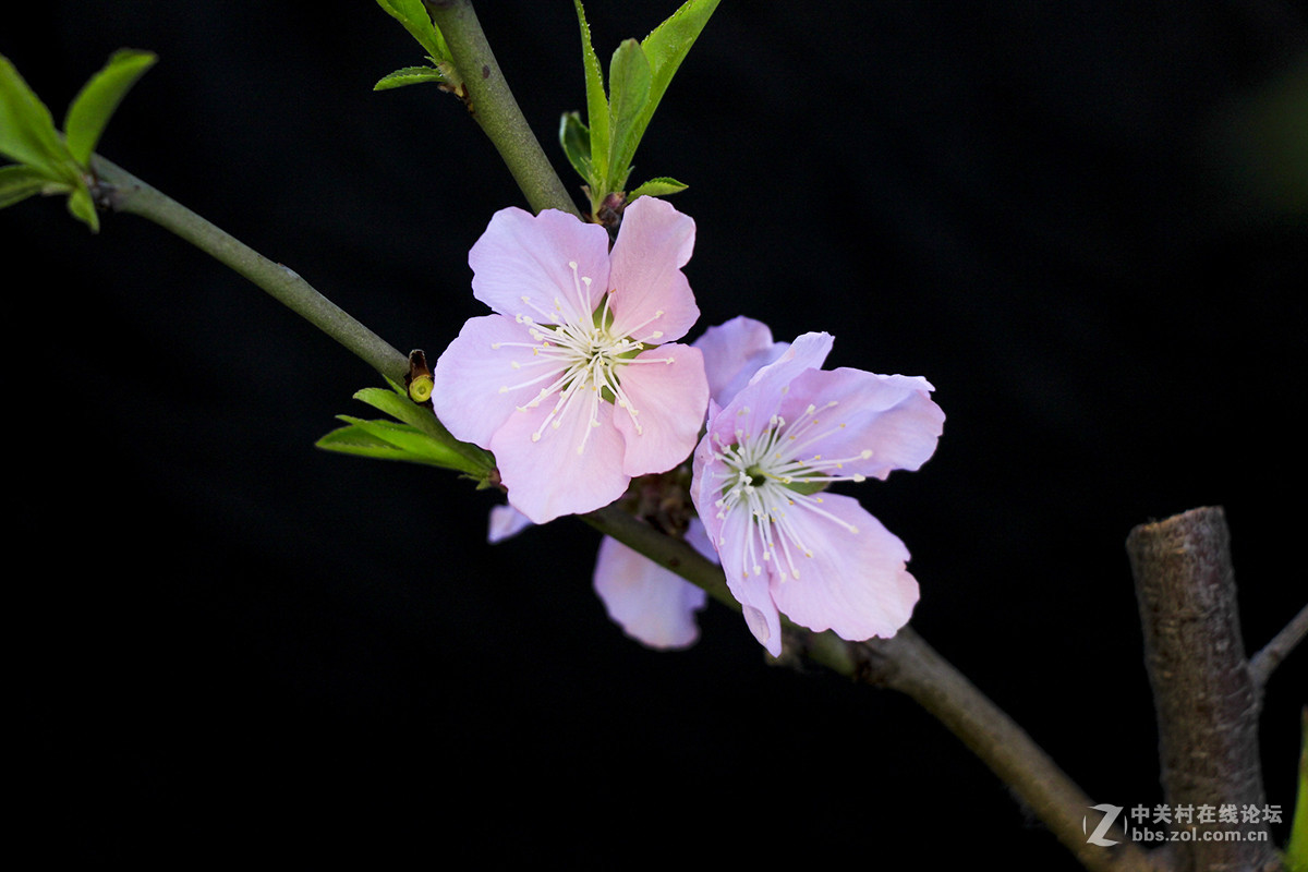 休闲随拍007：春天的花系列十