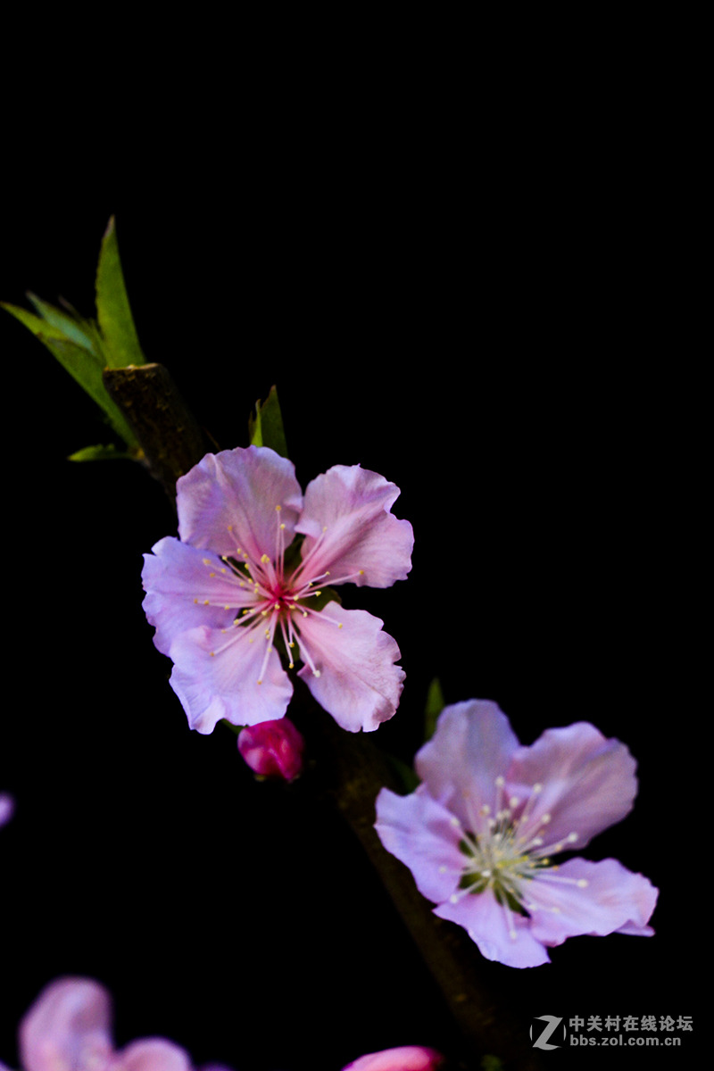 休闲随拍007：春天的花系列十