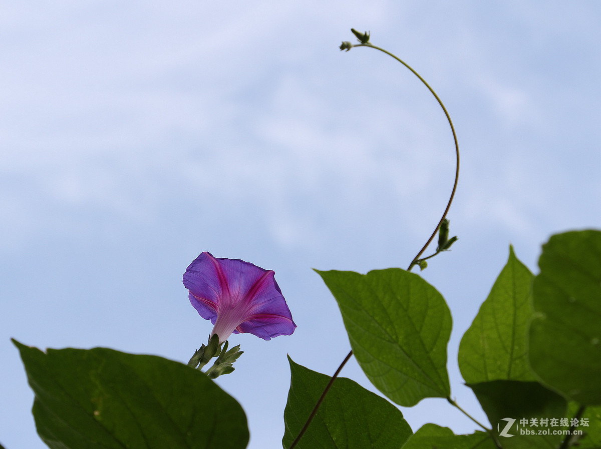 喇叭声声伴虫鸣