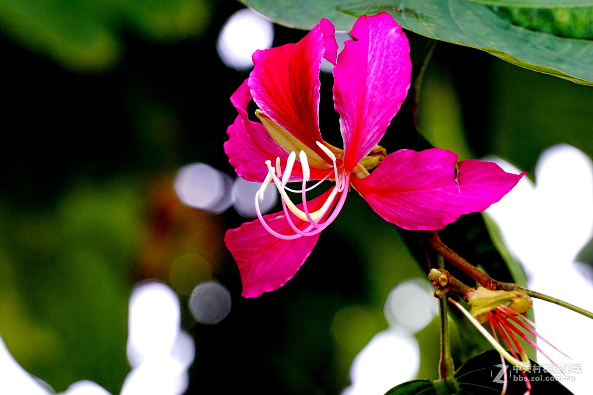 谁知道这是什么花？