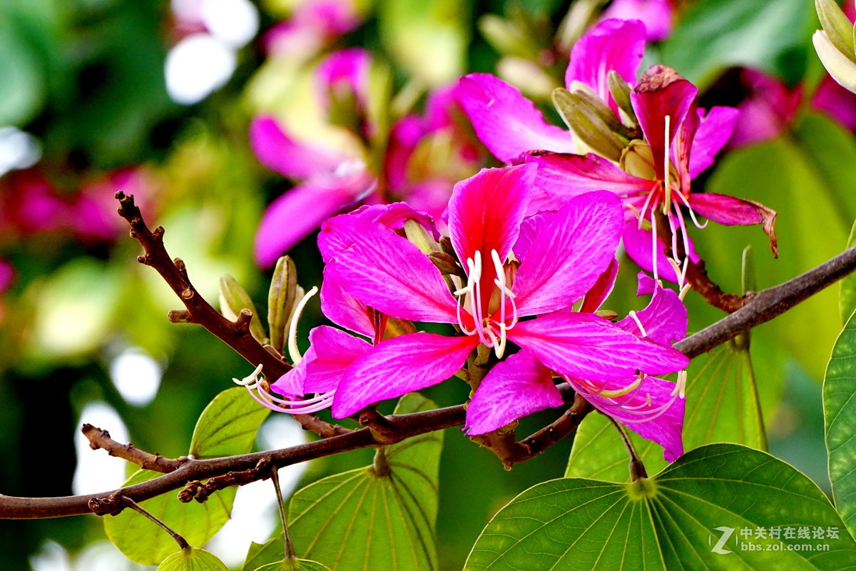 谁知道这是什么花？