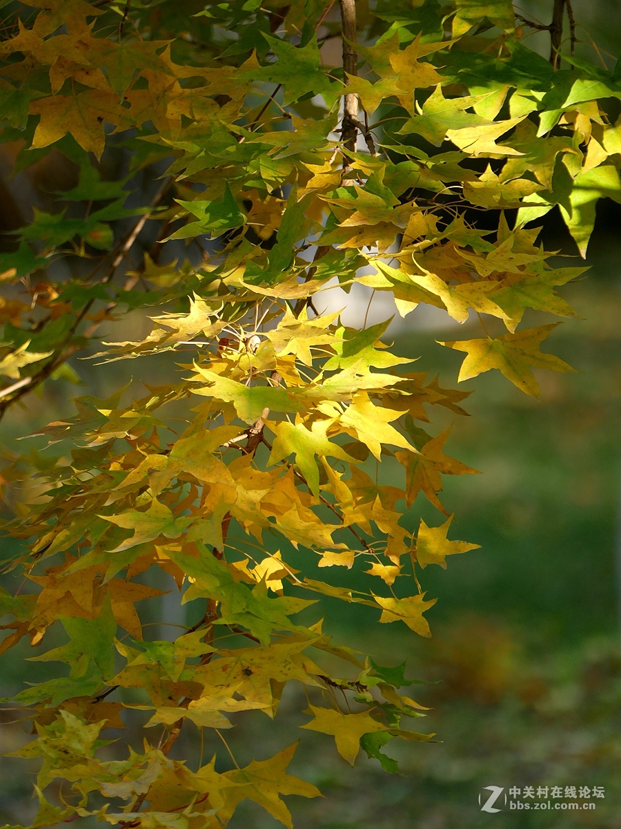 徕卡114入手一周年纪念帖