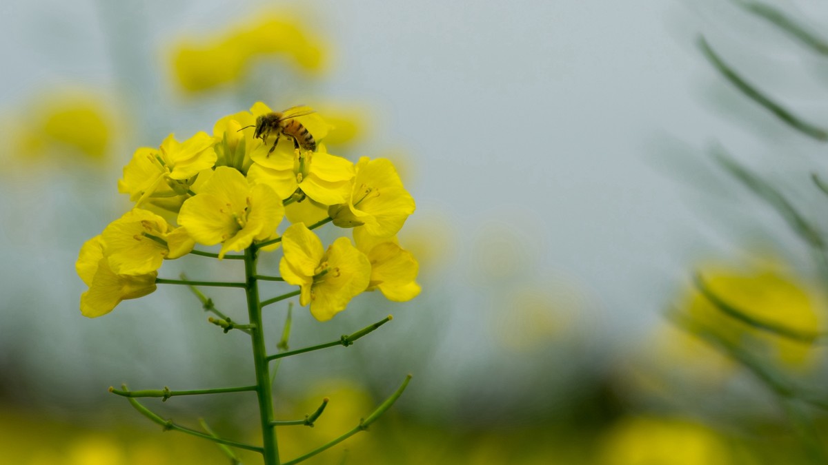 春天的气息--油菜花 2