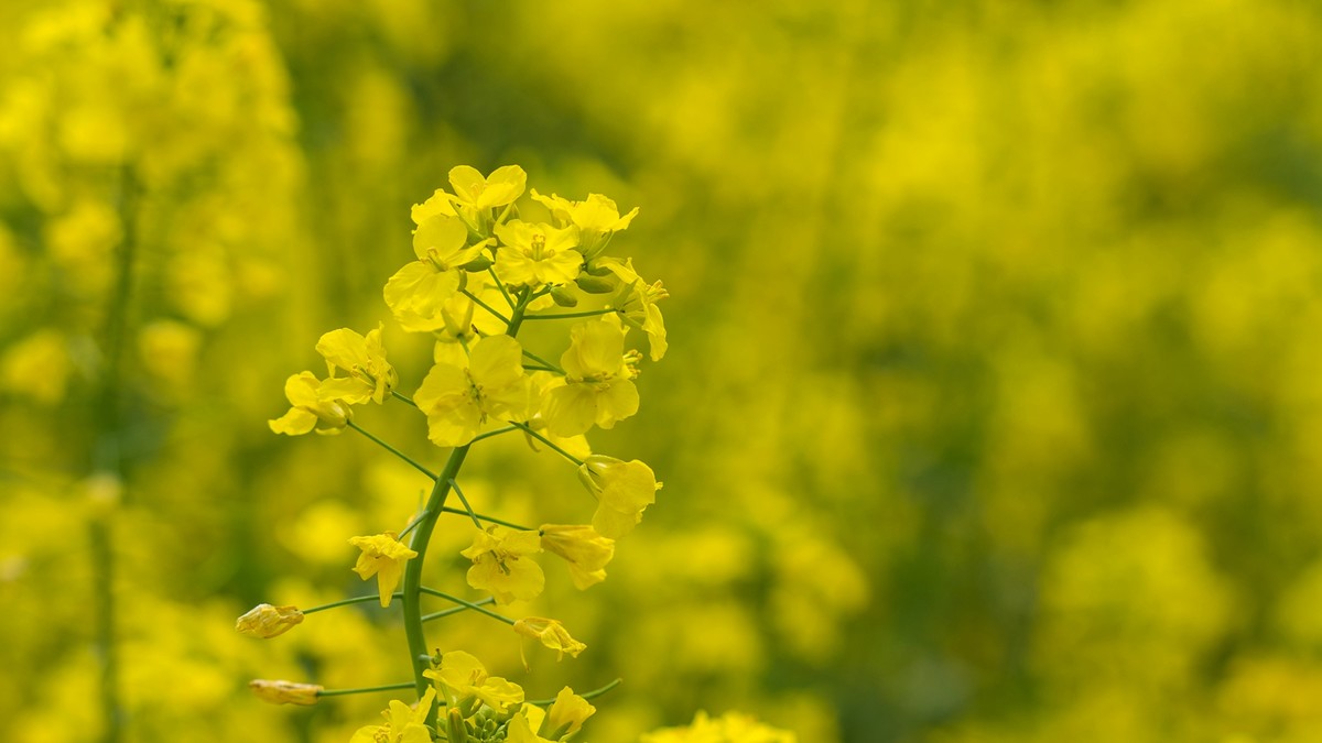 春天的气息--油菜花 2