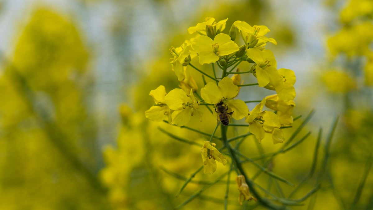 春天的气息--油菜花 2