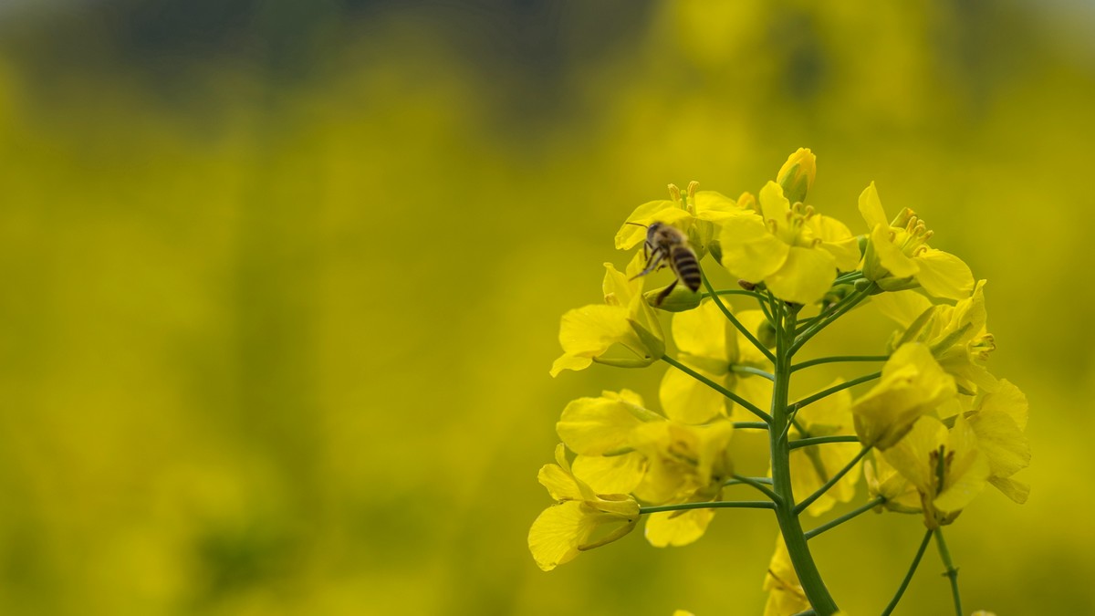 春天的气息--油菜花 2