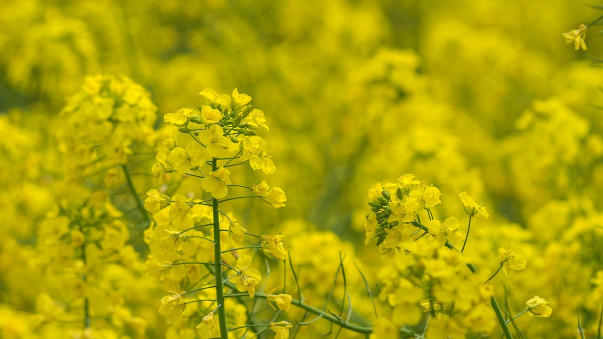 春天的气息--油菜花 2