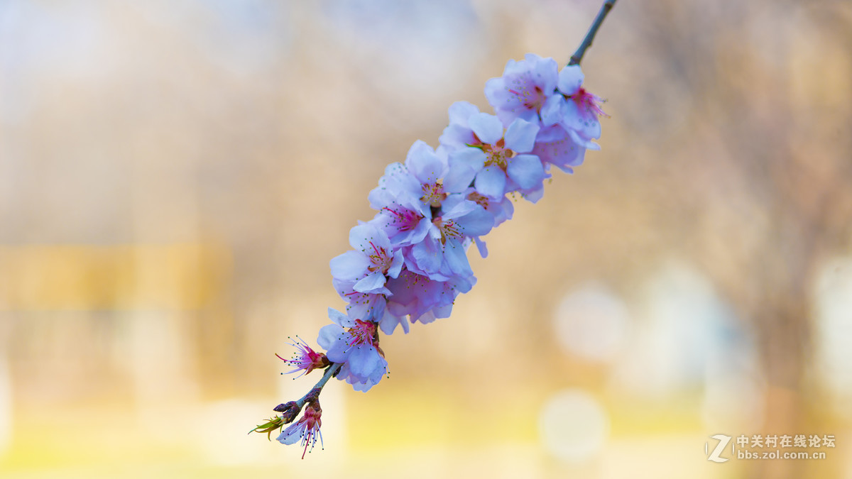 索尼A7R2+ZEISS/蔡司 Milvus 2/100M ZE(粉嫩桃花朵朵开)