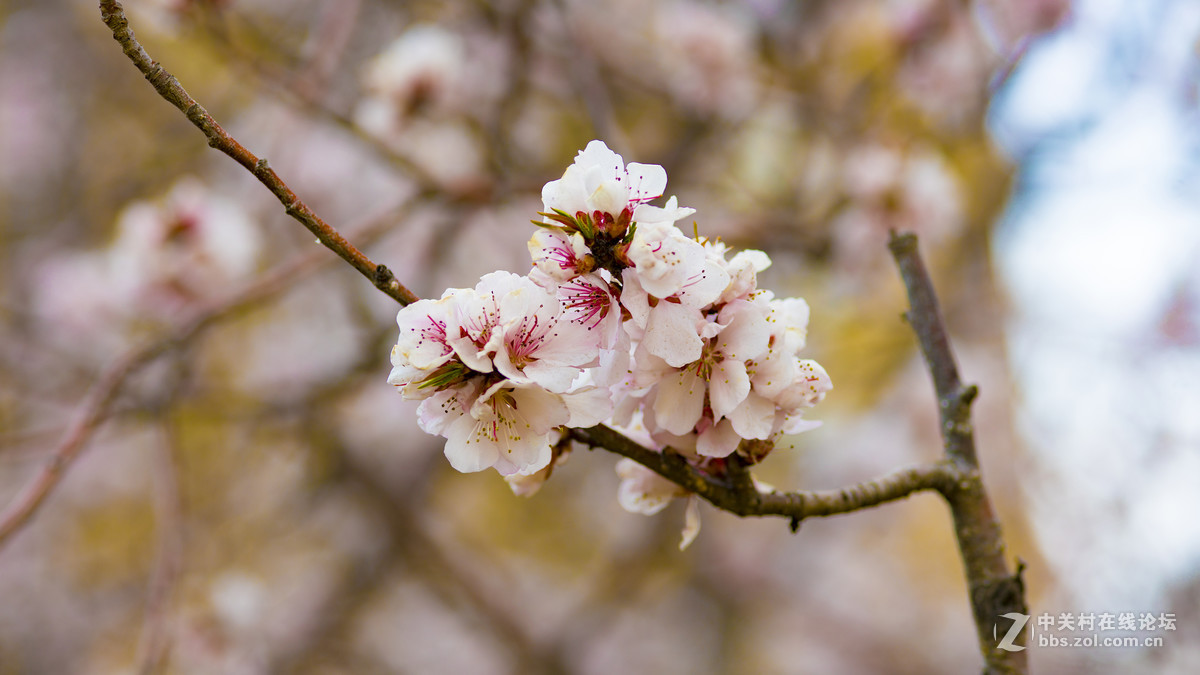 索尼A7R2+ZEISS/蔡司 Milvus 2/100M ZE(粉嫩桃花朵朵开)