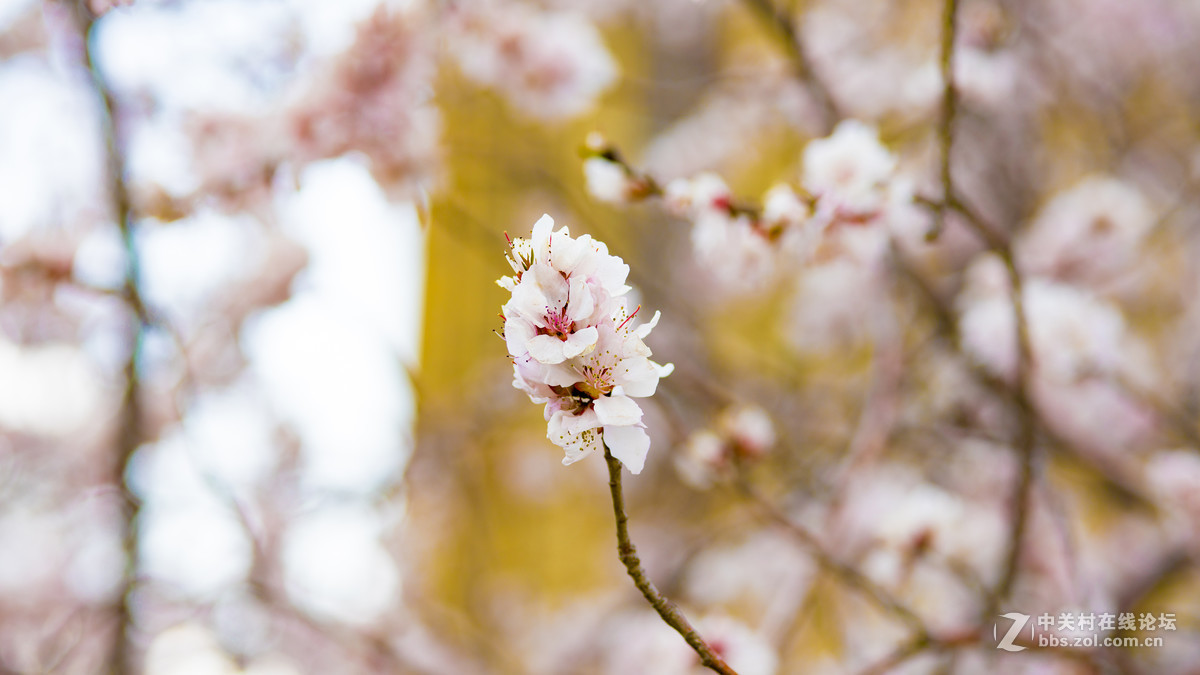 索尼A7R2+ZEISS/蔡司 Milvus 2/100M ZE(粉嫩桃花朵朵开)