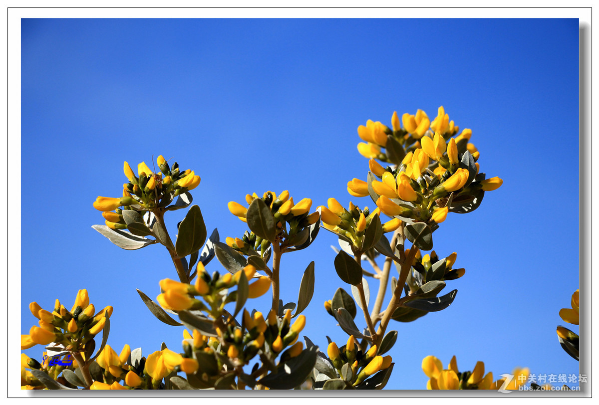 荒野的芬芳沙冬青