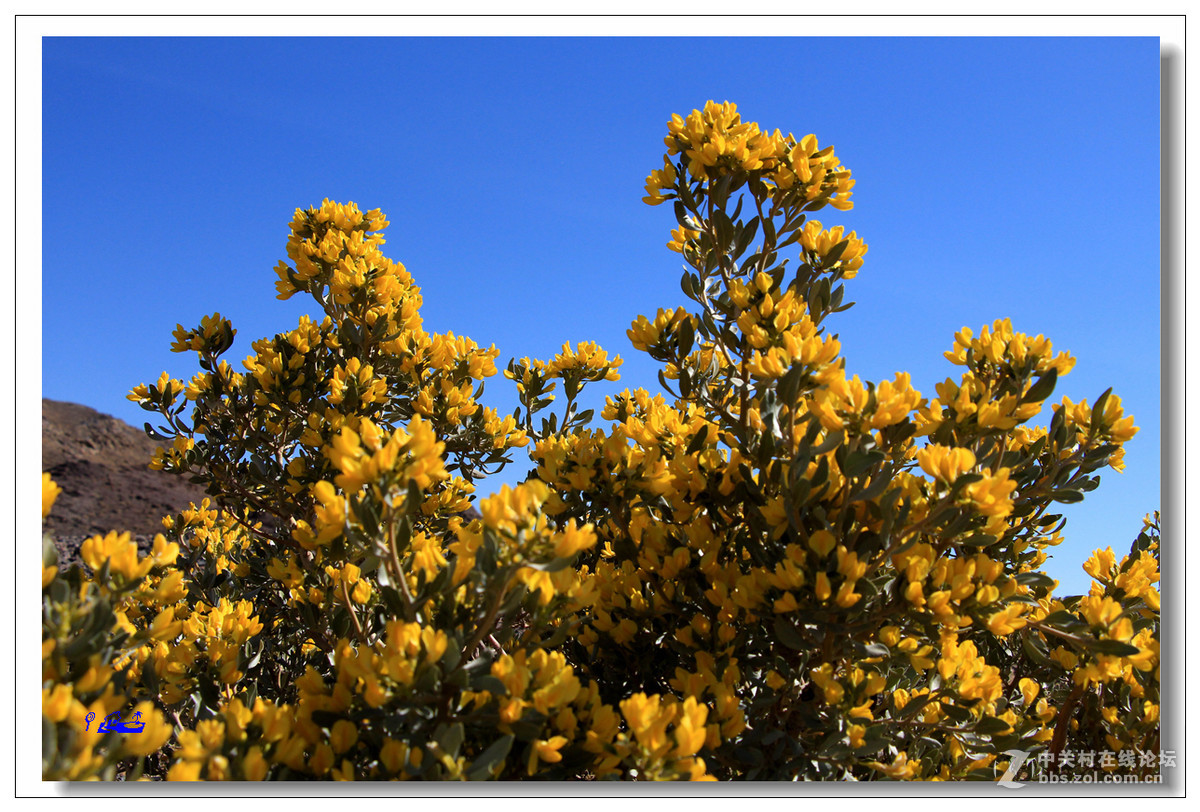 荒野的芬芳沙冬青