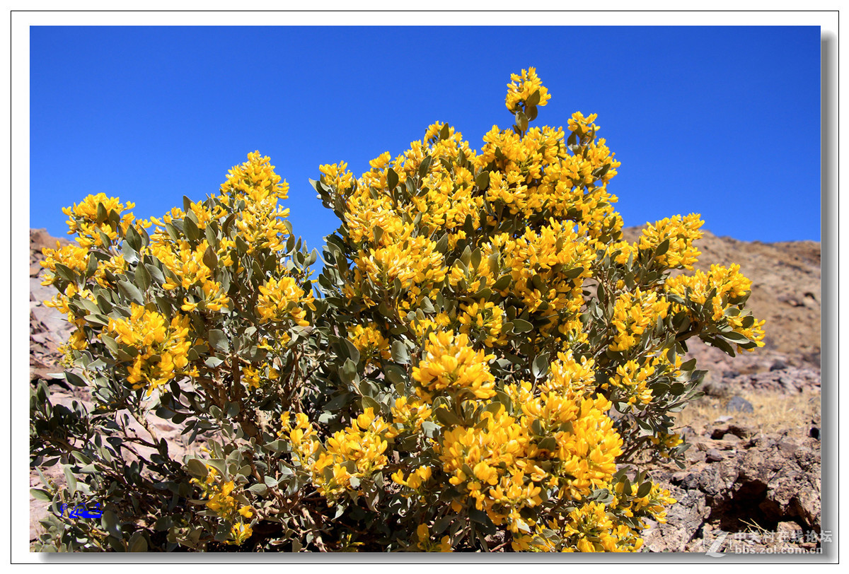 荒野的芬芳沙冬青