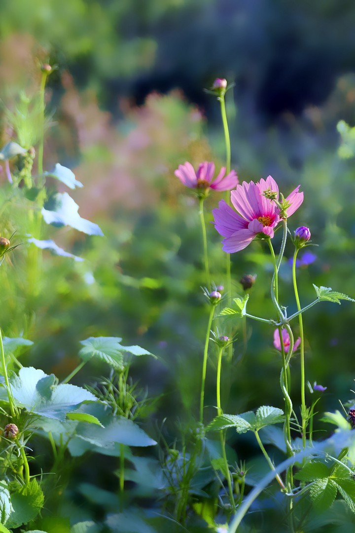 无题——试机贴