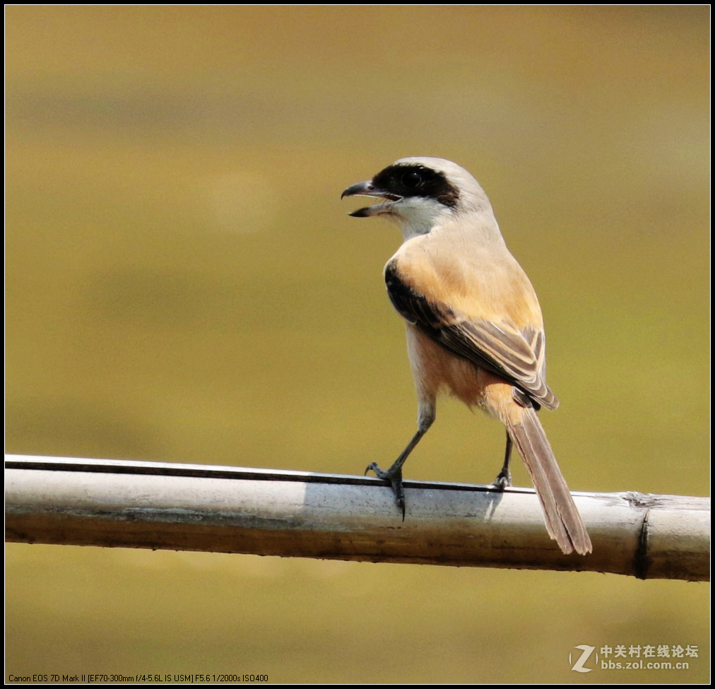 伯勞鳥