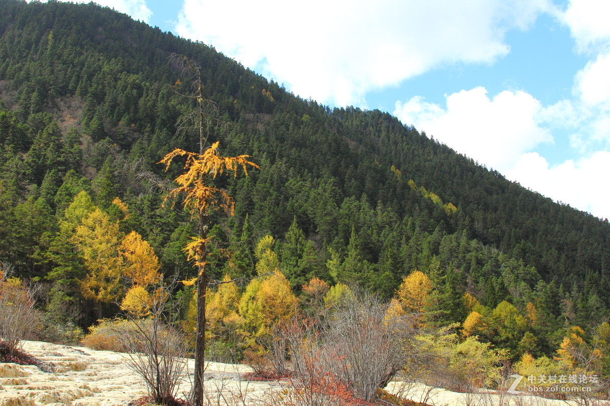 黄龙的树