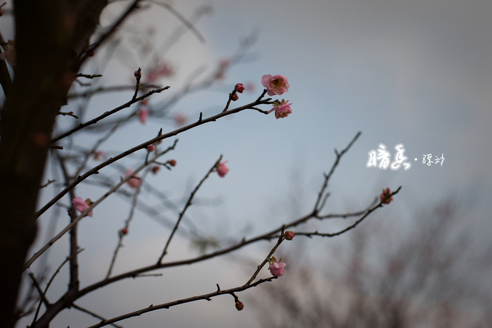 暗香浮动
