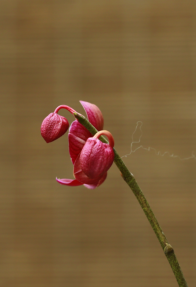 花中君子