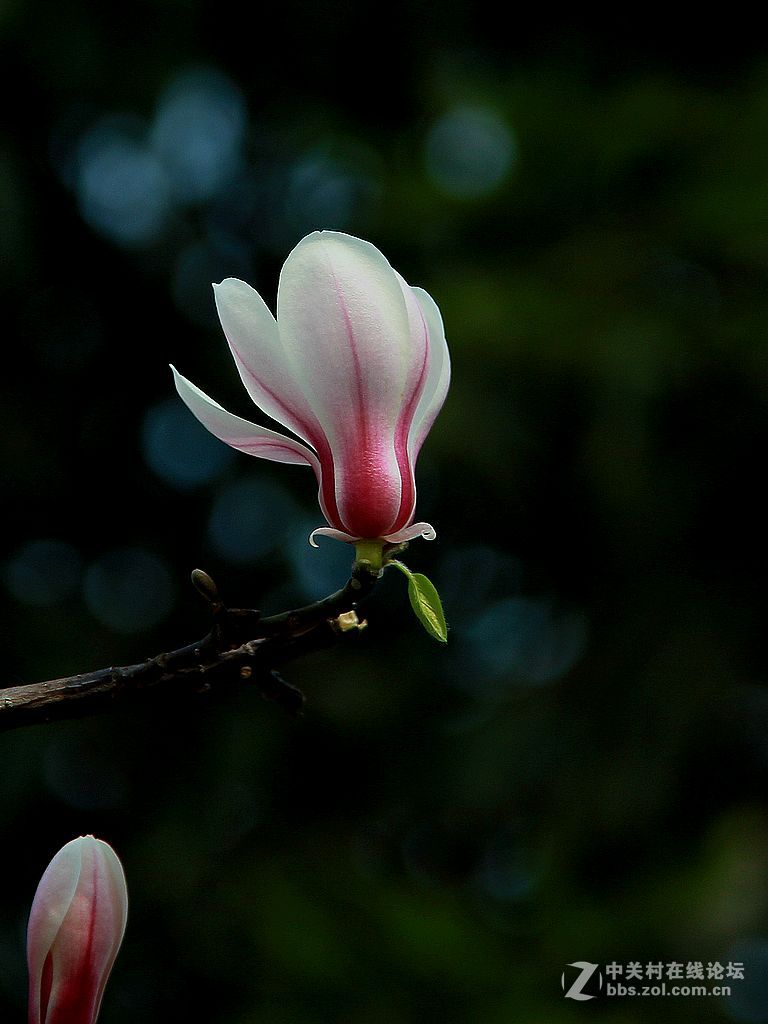 黑背景玉兰花