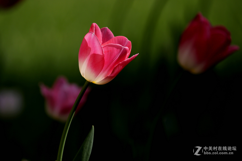 #ZOL月赛-四月物语#“我眼中的郁金香”