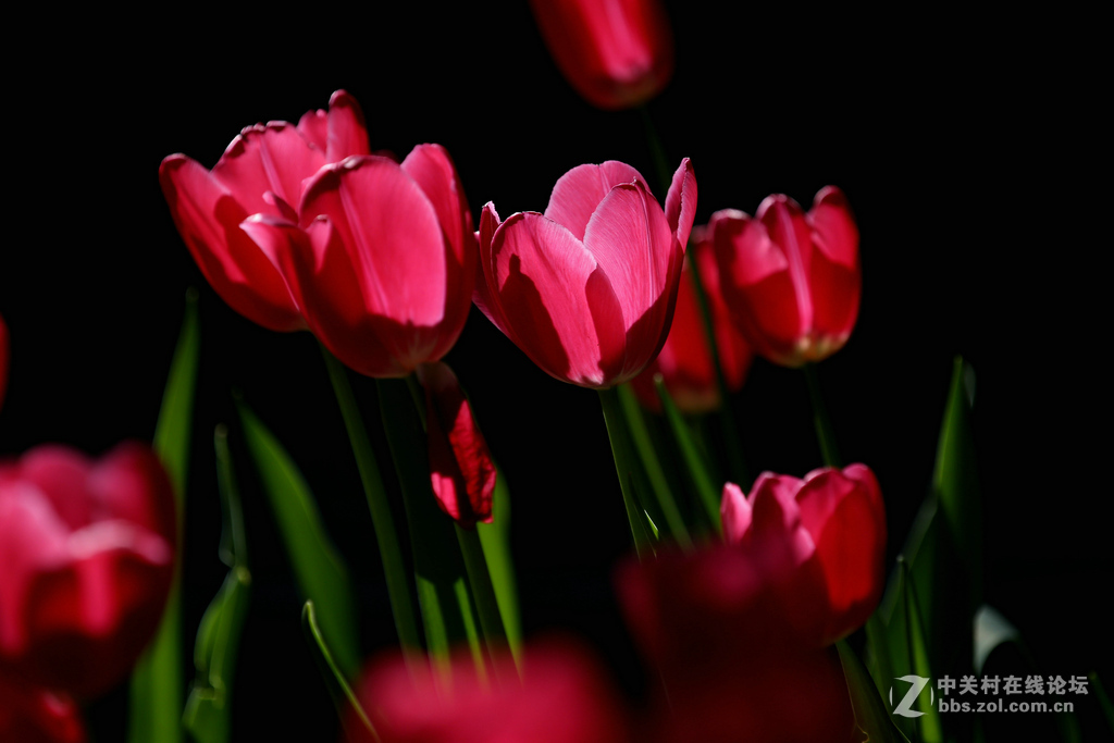 #ZOL月赛-四月物语#“我眼中的郁金香”