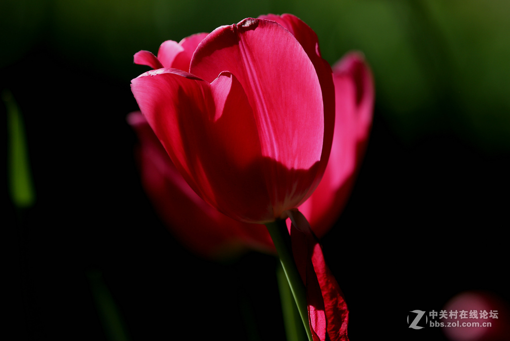 #ZOL月赛-四月物语#“我眼中的郁金香”