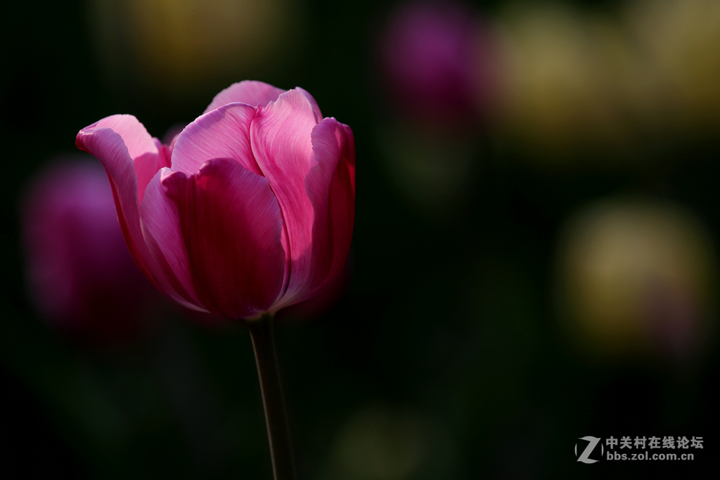 #ZOL月赛-四月物语#“我眼中的郁金香”