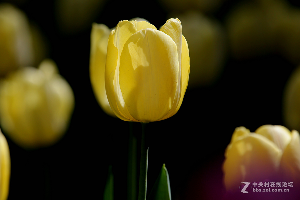 #ZOL月赛-四月物语#“我眼中的郁金香”