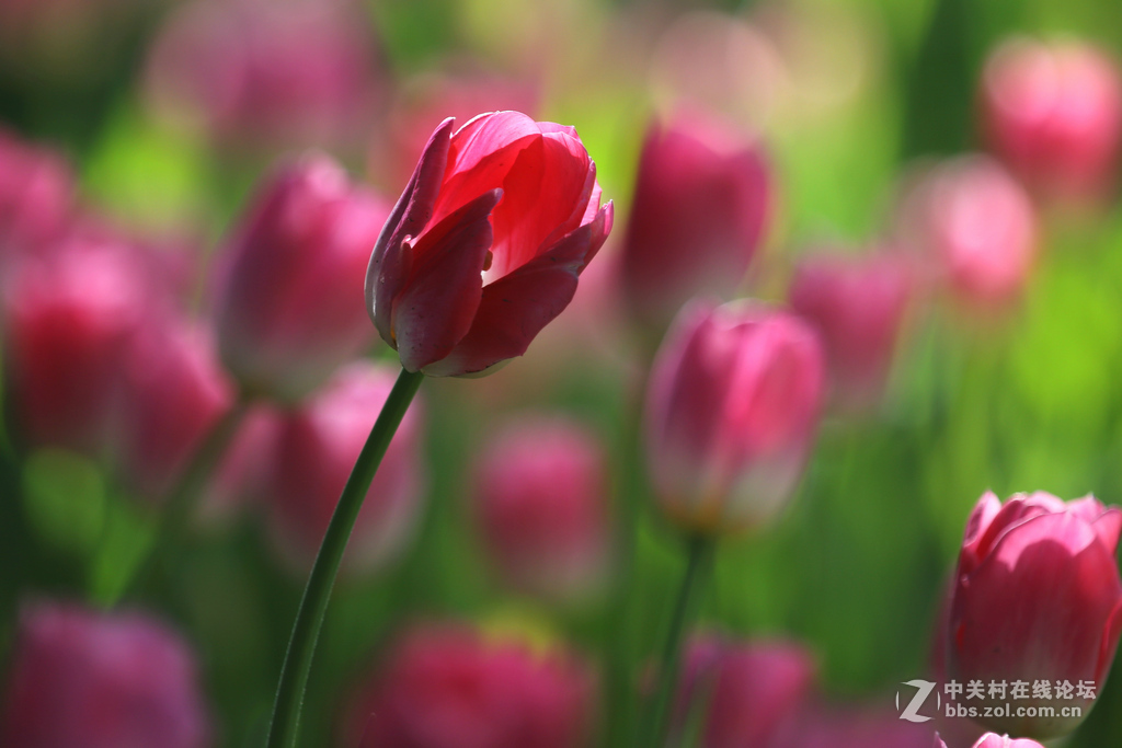 #ZOL月赛-四月物语#“我眼中的郁金香”