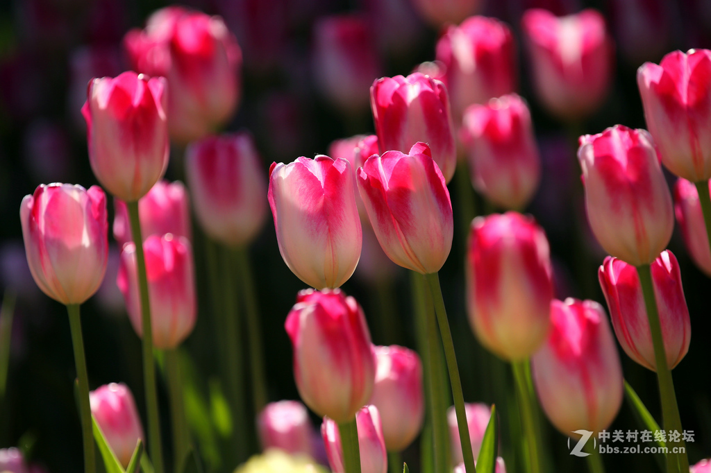 #ZOL月赛-四月物语#“我眼中的郁金香”